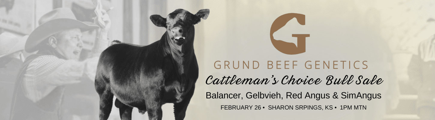 Grund Beef Genetics Sale Balancer, Gelbvieh, Red Angus, SimAngus Ranch Channel 2025 Banner