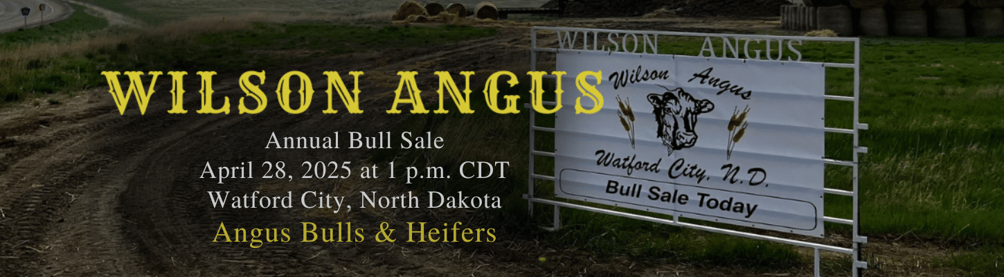 Wilson Angus Bull & Heifer Angus Ranch Channel 2025 old banner