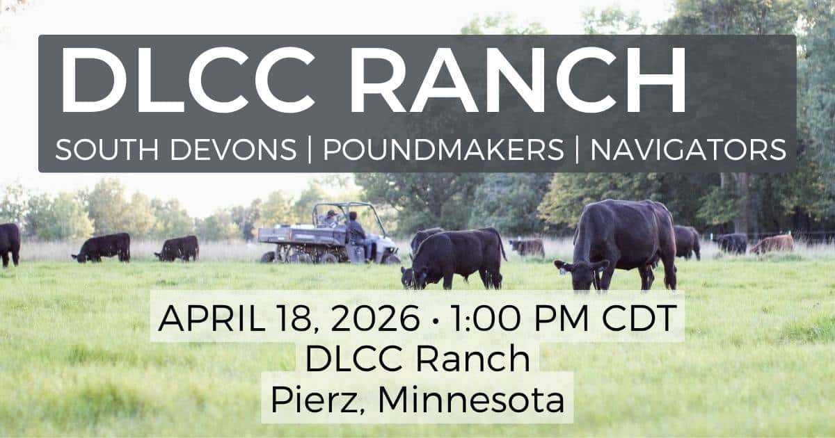 Dlcc Ranch DLCC Ranch: South Devon Bulls and Heifers For Sale • Ranch Channel