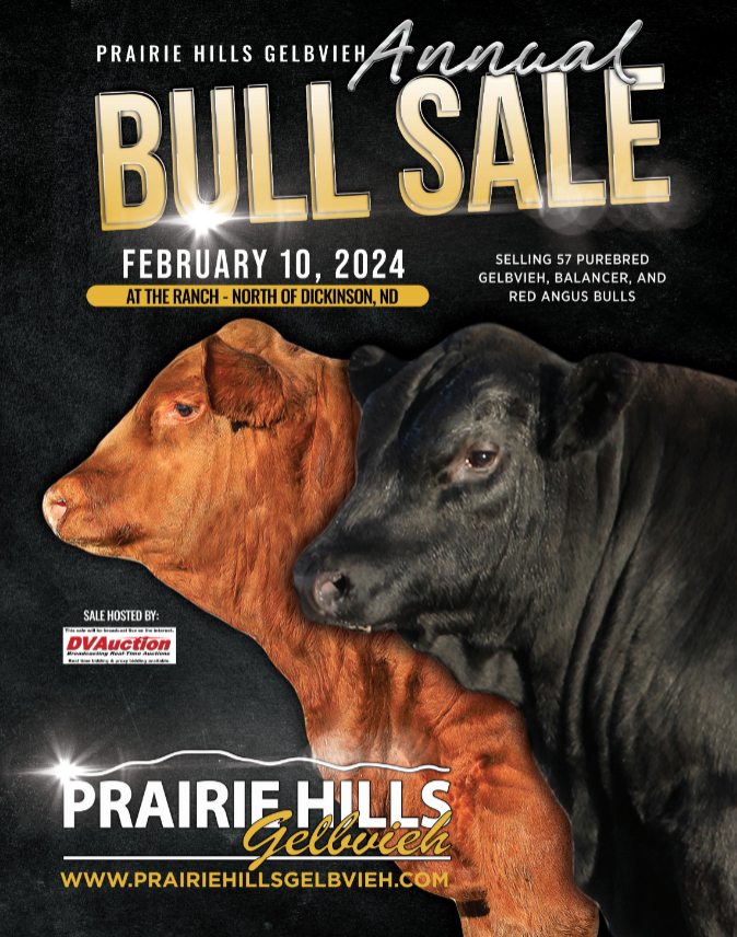 Prairie Hills Gelbvieh Bull Sale