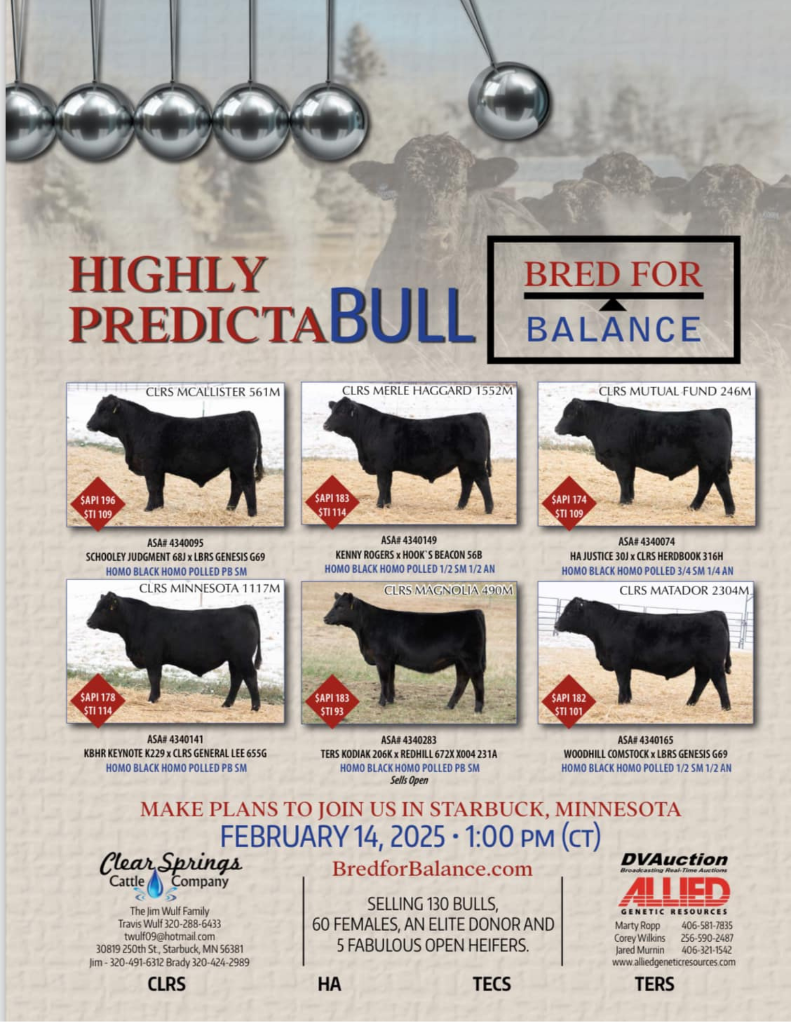 Bred for Balance Sale: Clear Springs Cattle Company Simmental / SimAngus Bulls & Heifers