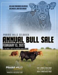 Prairie Hills Gelbvieh Balancer Red Angus Bull Sale 2027 Catalog Ranch Channel