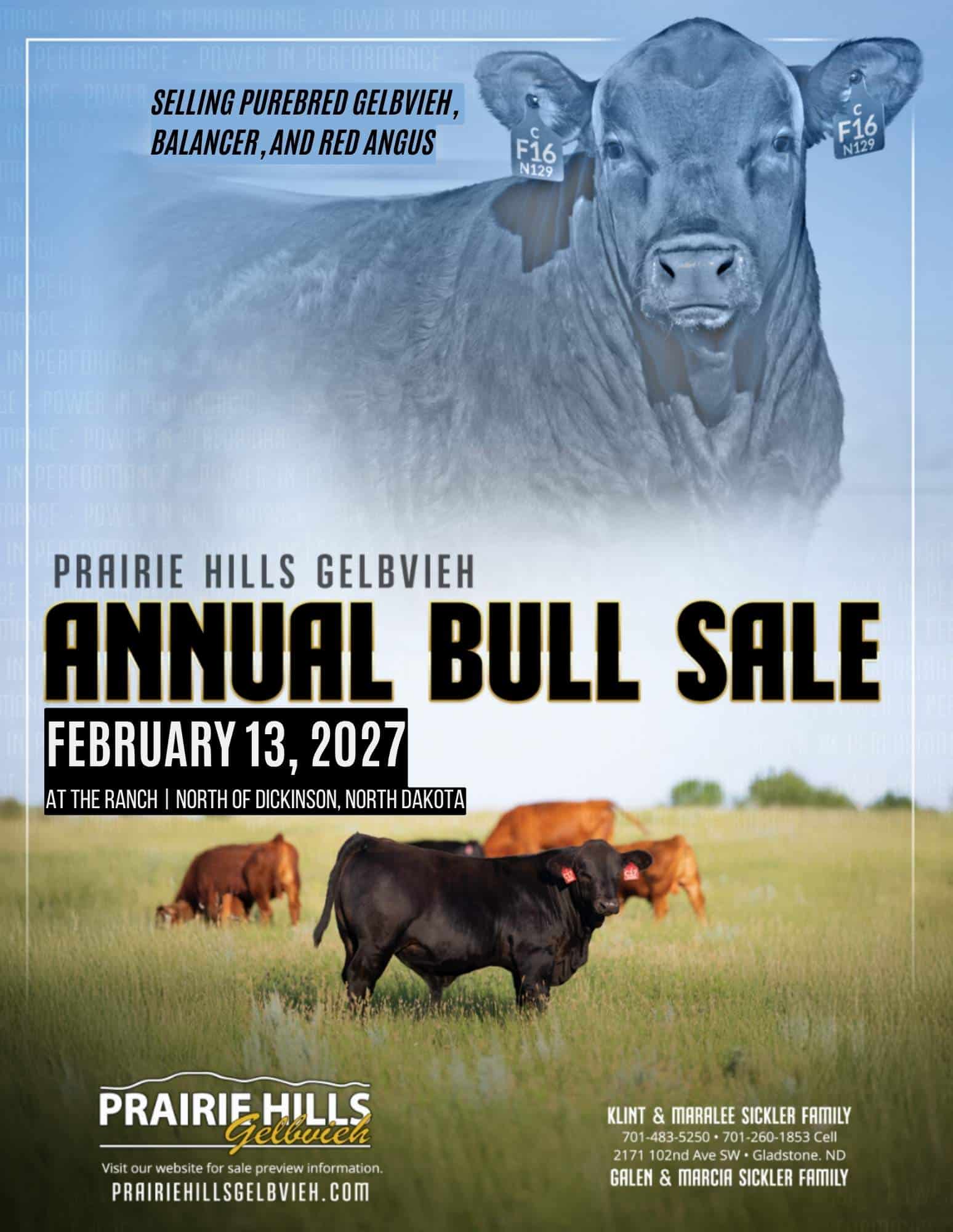 Prairie Hills Gelbvieh Balancer Red Angus Bull Sale 2027 Catalog Ranch Channel