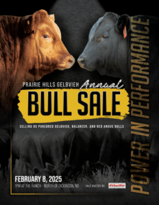 Prairie Hills Gelbvieh Ranch Channel Gelbvieh Balancer Red Angus Bull Sale 2025 Feature Catalog