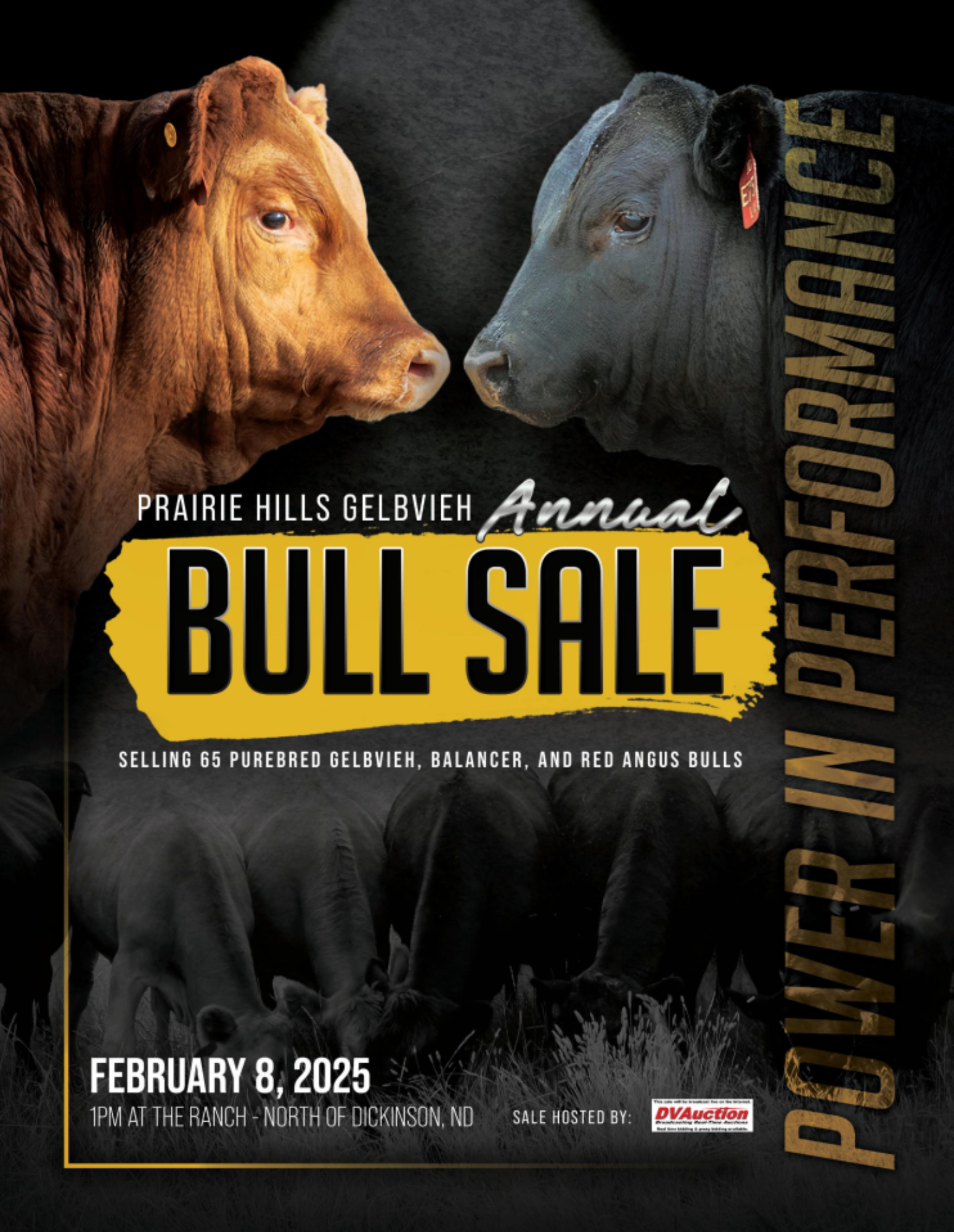 Prairie Hills Gelbvieh Bull Sale