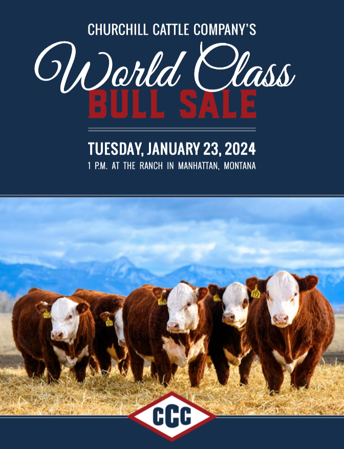 Ranch Channel Churchill Cattle Company Bull Sale 2024