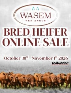 Wasem Red Angus Bred Heifers For Sale 2026 Ranch Channel