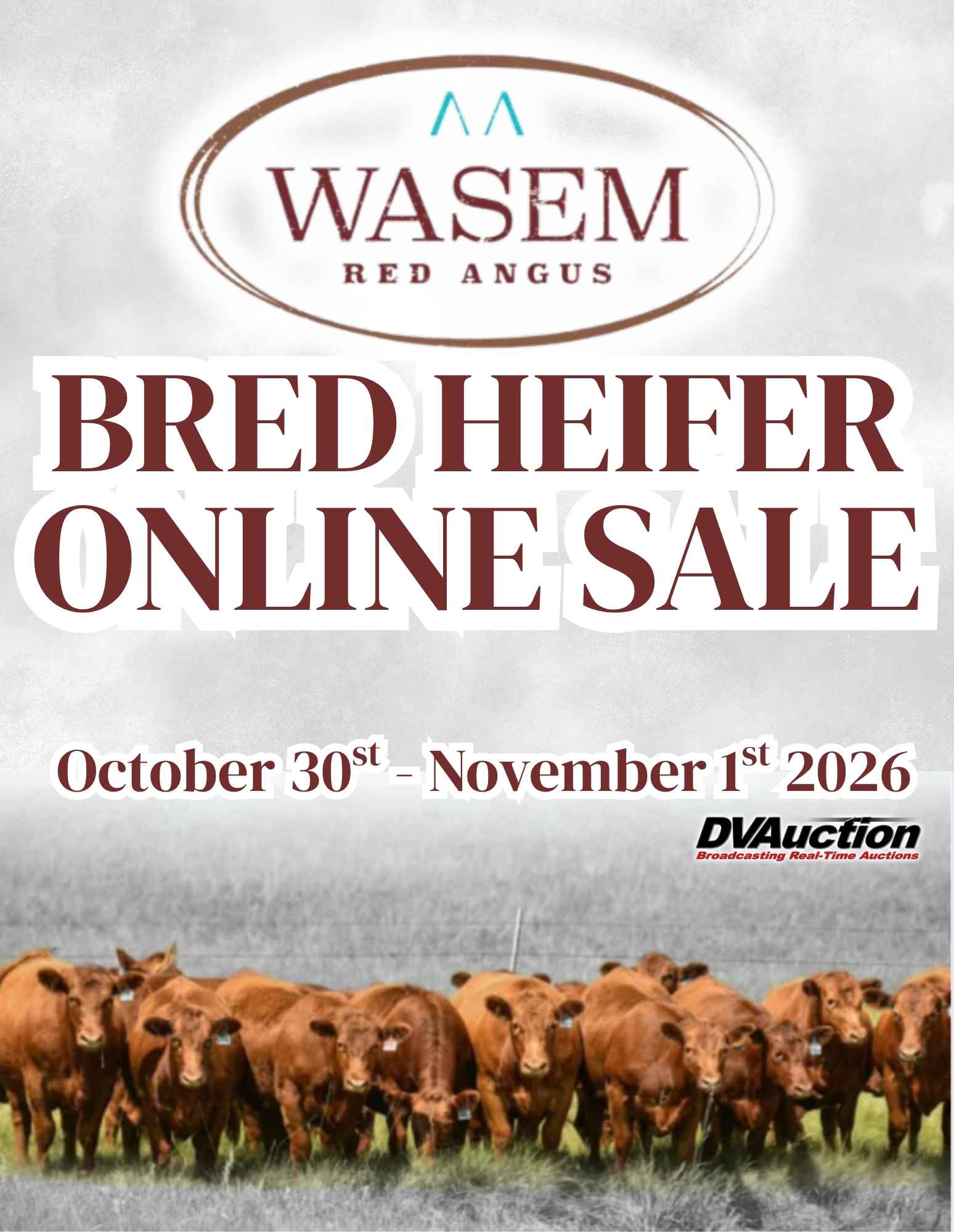 Wasem Red Angus Bred Heifers For Sale