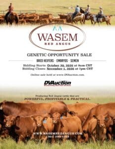 Wasem Red Angus Bred Heifers Embryos For Sale North Dakota 2026
