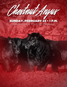 Chestnut Angus Angus Bulls Ranch Channel 2025 Feature Catalog