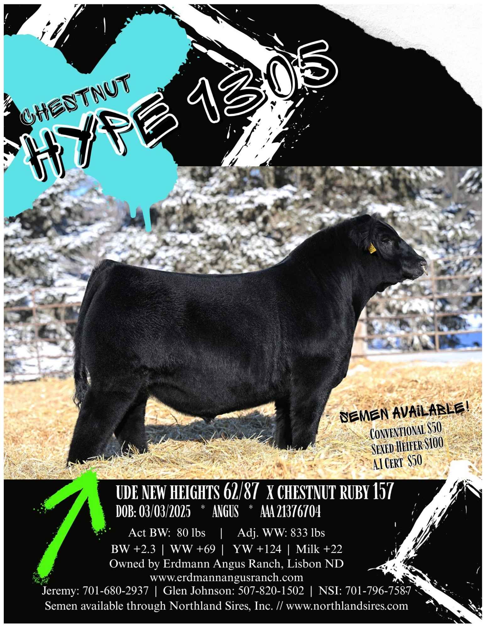 Chestnut Angus Semen For Sale Flyer 2026 Ranch Channel