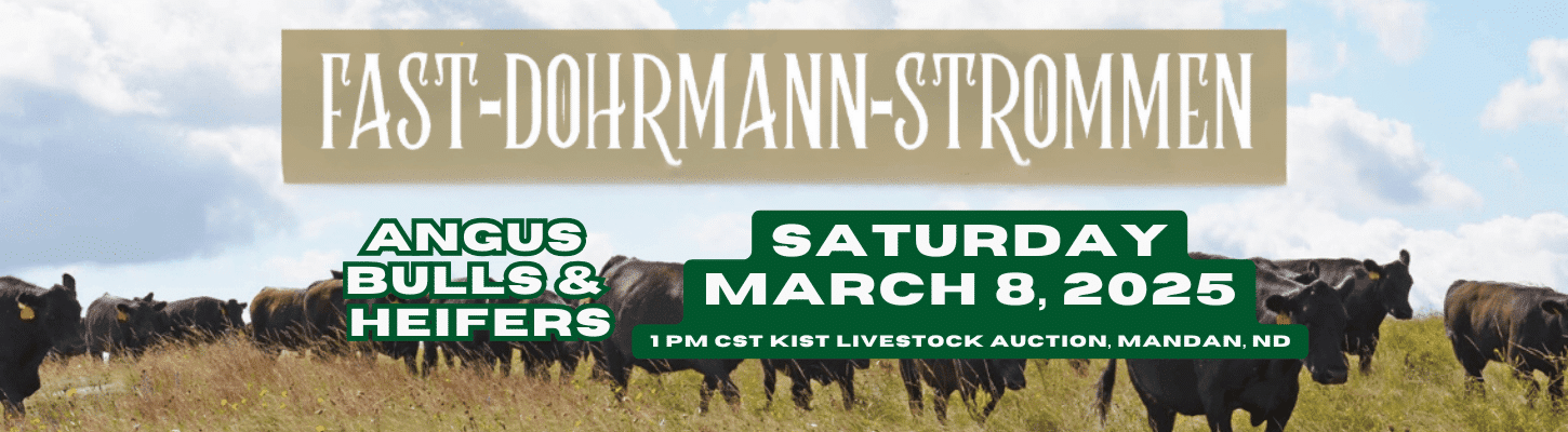 Fast Dohrmann Strommen Angus Bull and Heifers Ranch Channel 2025 banner