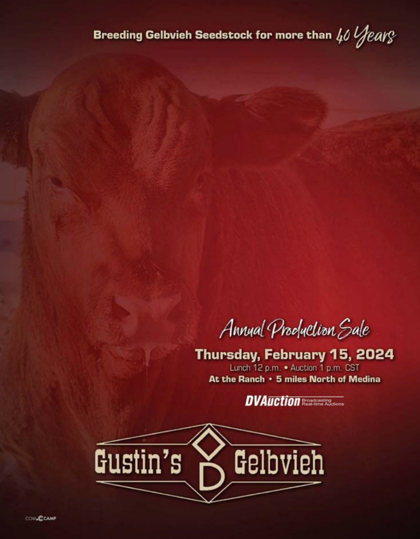 Gustin’s Diamond D Gelbvieh Production Bull Sale