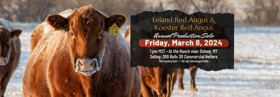 JYJ Red Angus Ranch Channel Red Angus Bull and Cow Sale 2024 Home Banner