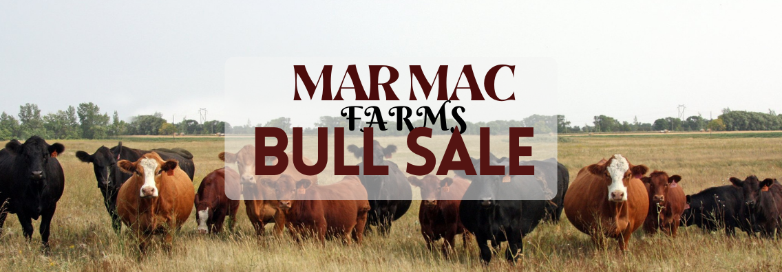 JYJ Red Angus Ranch Channel Red Angus Bull and Cow Sale 2024 Home Banner