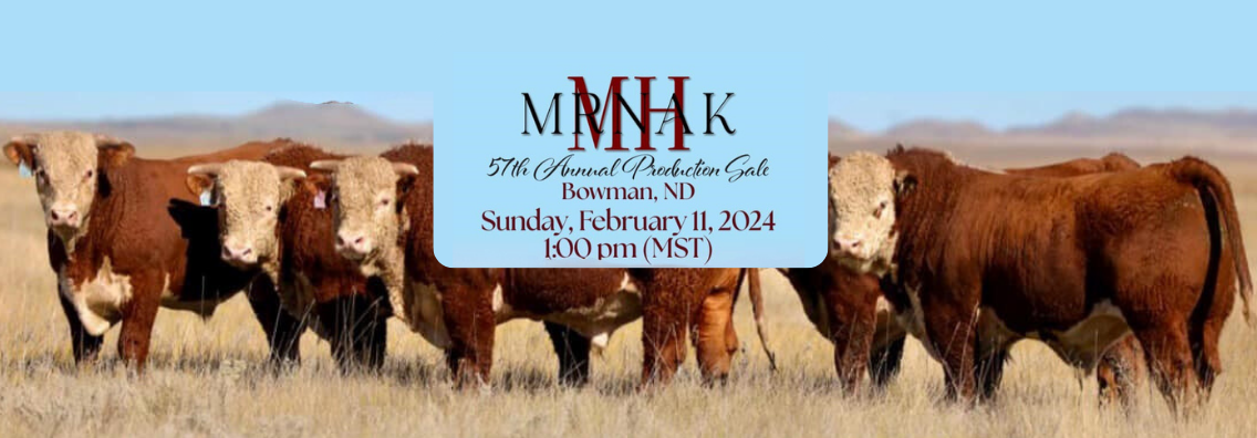 JYJ Red Angus Ranch Channel Red Angus Bull and Cow Sale 2024 Home Banner