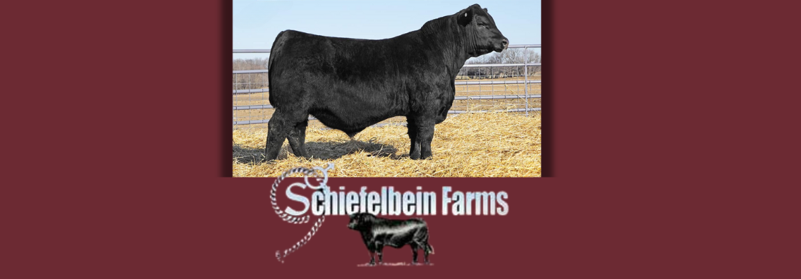 JYJ Red Angus Ranch Channel Red Angus Bull and Cow Sale 2024 Home Banner