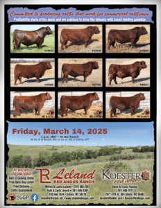 Leland Koester Red Angus Bulls and Heifers Ranch Channel 2025 Feature