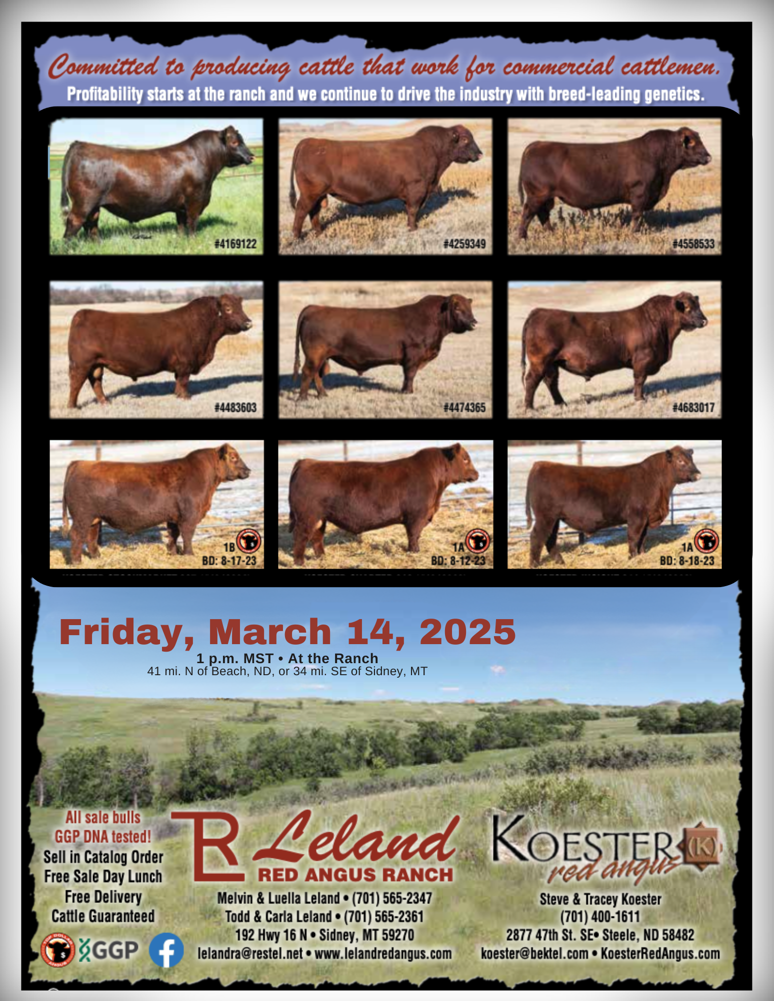 Leland & Koester Red Angus: Bull and Heifer Sale