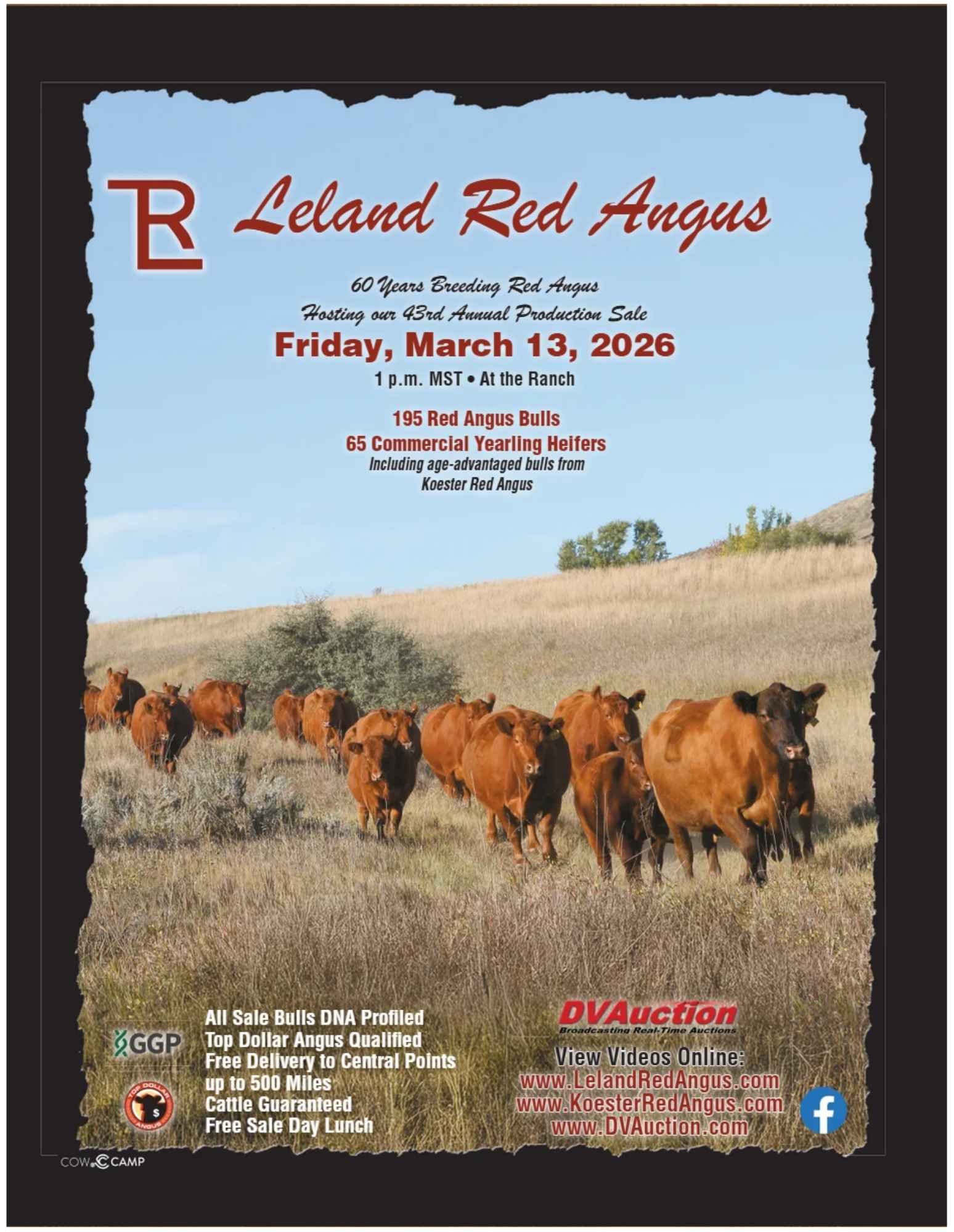Leland Red Angus and Koester Red Angus: Bulls and Heifers For Sale