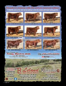 Leland Koester Red Angus Ranch Channel