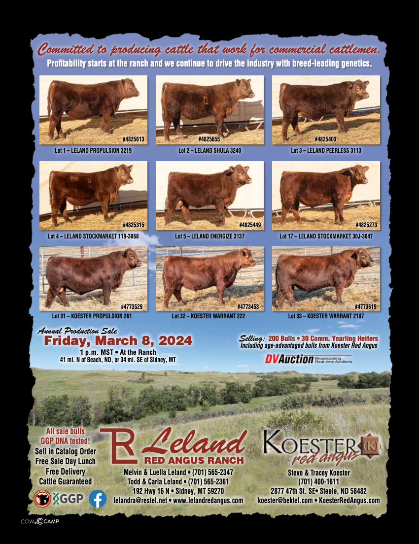 Leland & Koester Red Angus Production Bull Sale