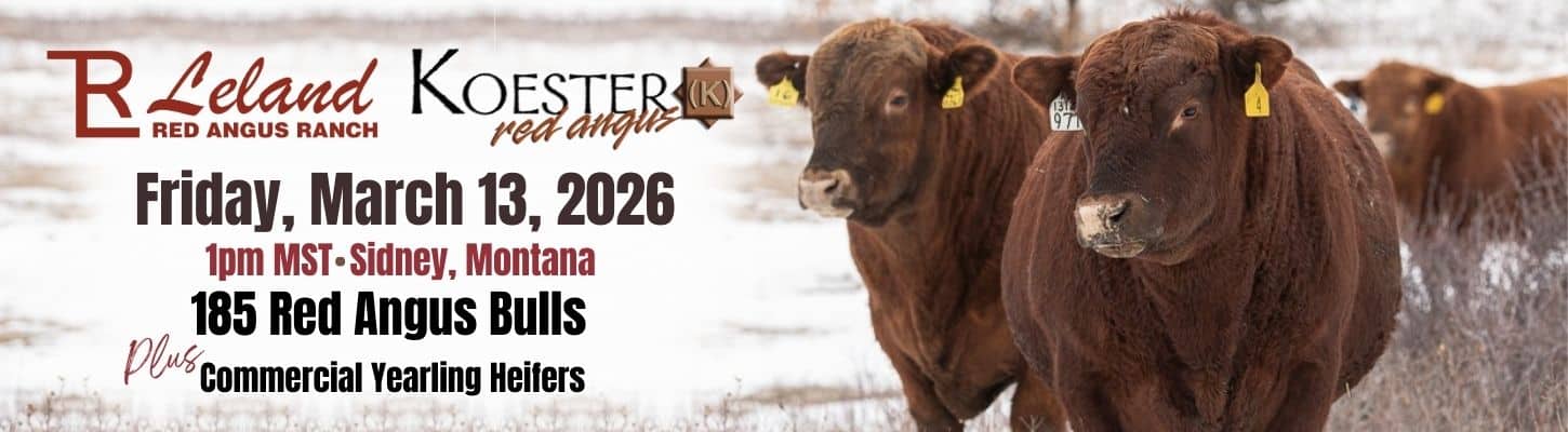 Leland Red Angus Koester Red Angus Bull Sale 2026