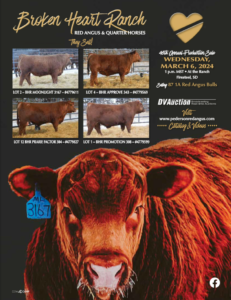 Pederson Broken Heart Ranch Bull Sale 2024 Ranch Channel
