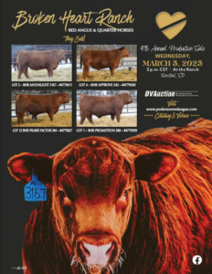 Pederson Broken Heart Ranch Cattle Red Angus Bulls Ranch Channel 2025 Old Feature