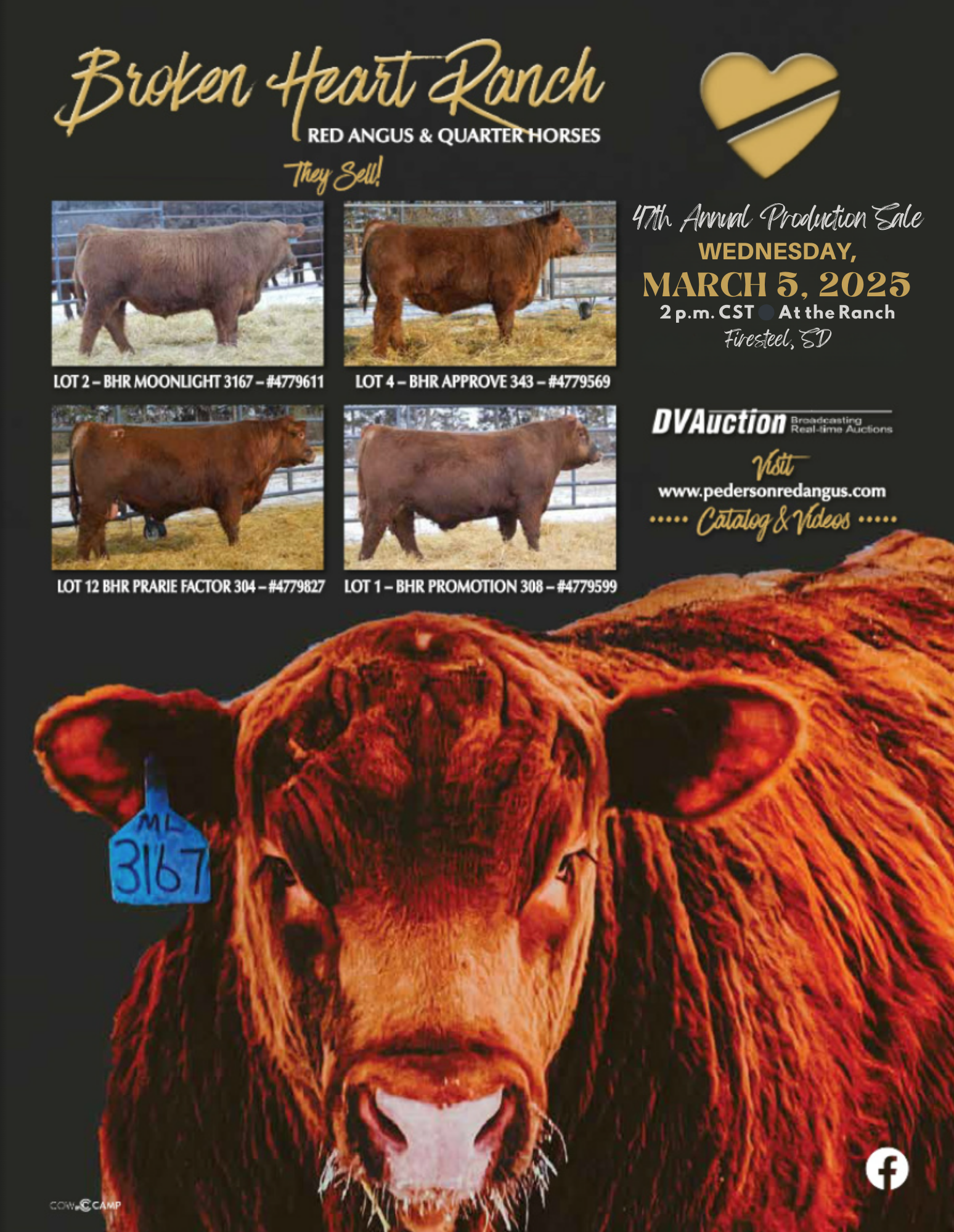 Pederson Broken Heart Ranch: Red Angus Bull Sale