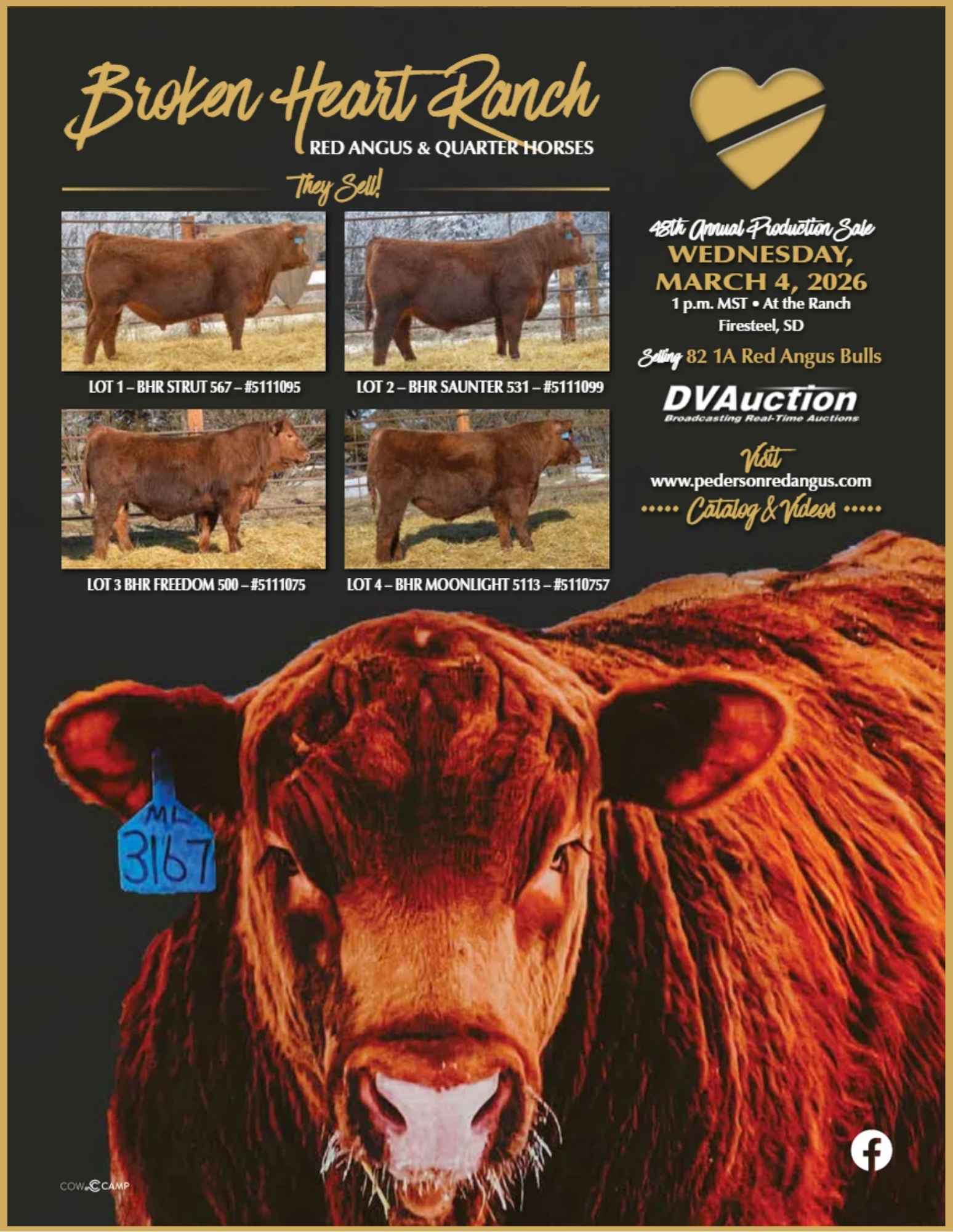 Pederson Broken Heart Ranch Red Angus Bulls For Sale