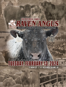 Raven Angus Production Bull Sale 2024 Ranch Channel