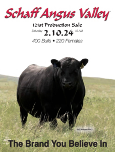 Schaff Angus Valley Production Sale 2024 Ranch Channel