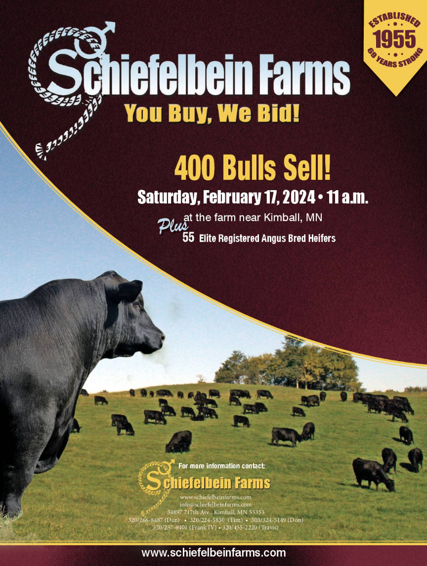 Schiefelbein Farms Production Bull Sale