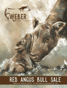 Weber Land & Cattle Production Bull Sale 2024 ranch channel