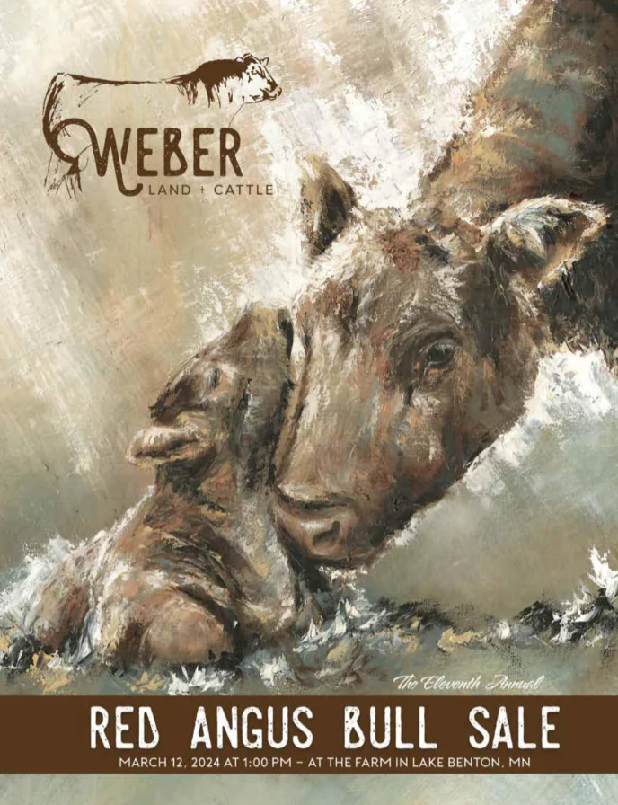 Weber Land & Cattle Production Bull Sale