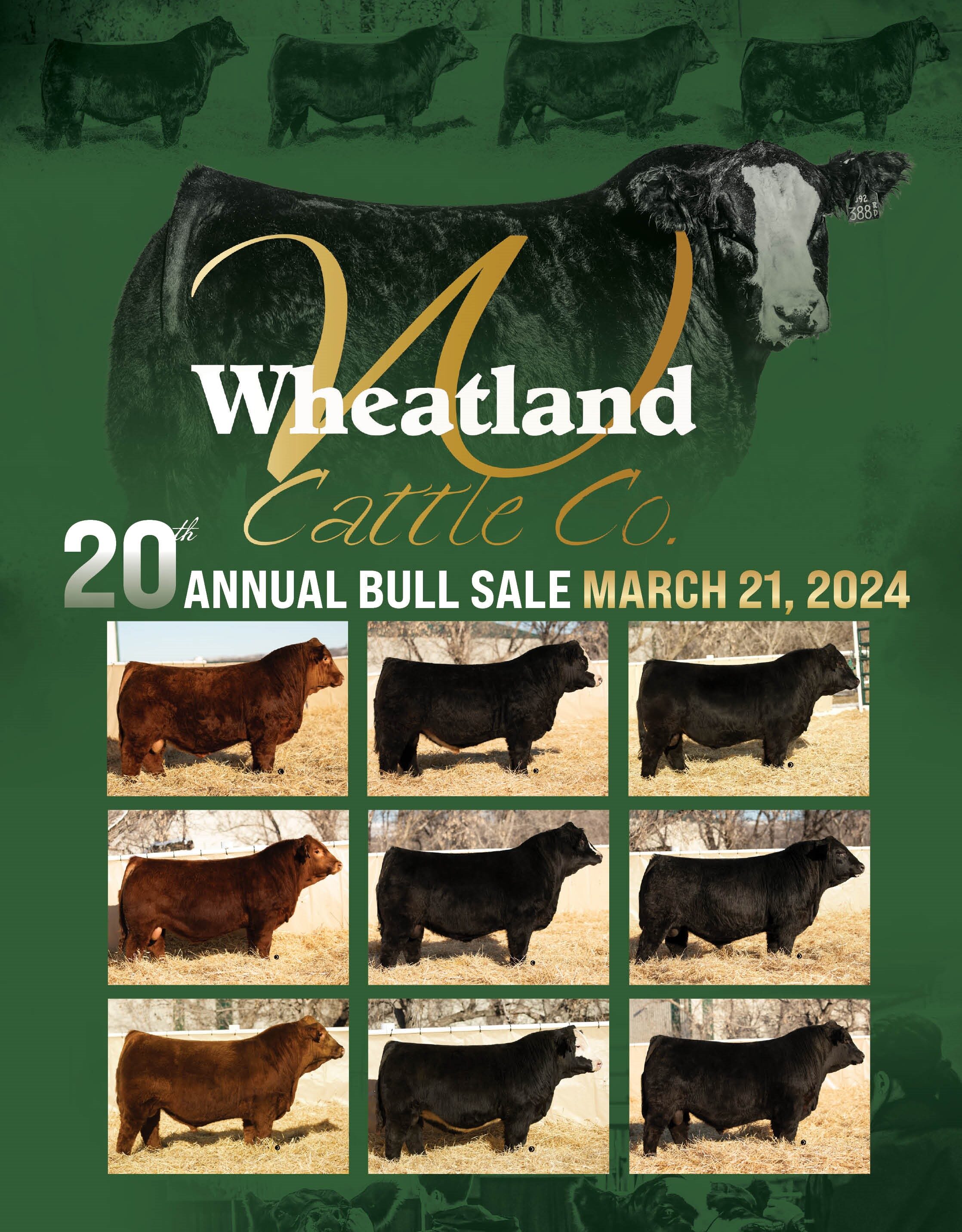 Wheatland Cattle Company Bull Sale