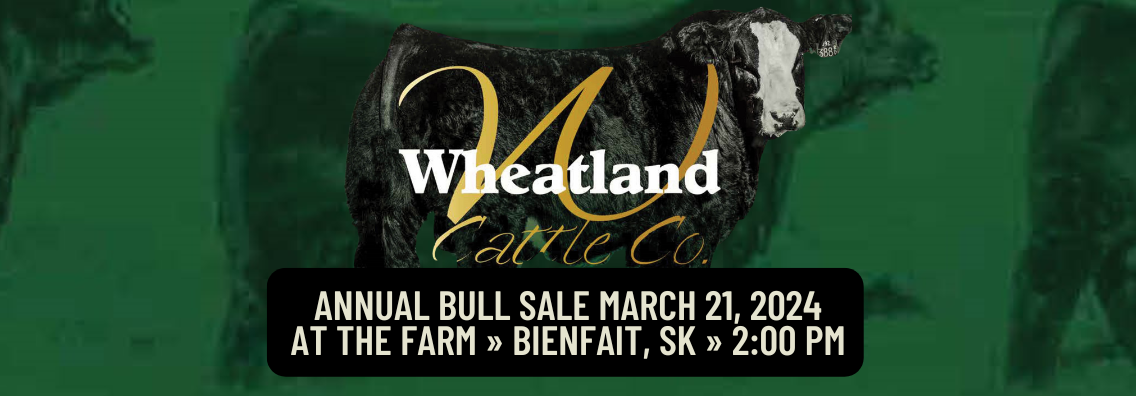 JYJ Red Angus Ranch Channel Red Angus Bull and Cow Sale 2024 Home Banner