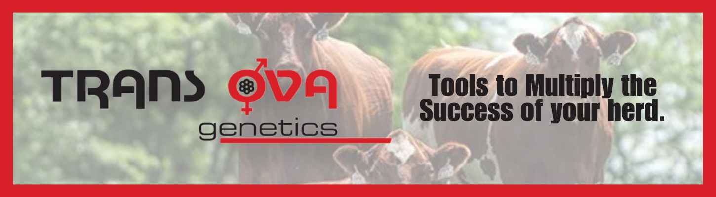 Red BANNER Trans Ova Genetics Reproductive Technologies Ranch Channel 2024