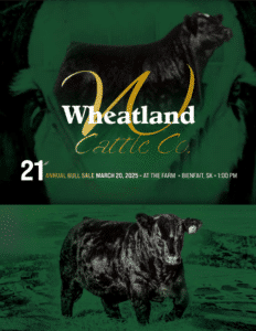 Wheatland Cattle Company Simmental, SimAngus, Angus Bulls Ranch Channel 2025 Feature