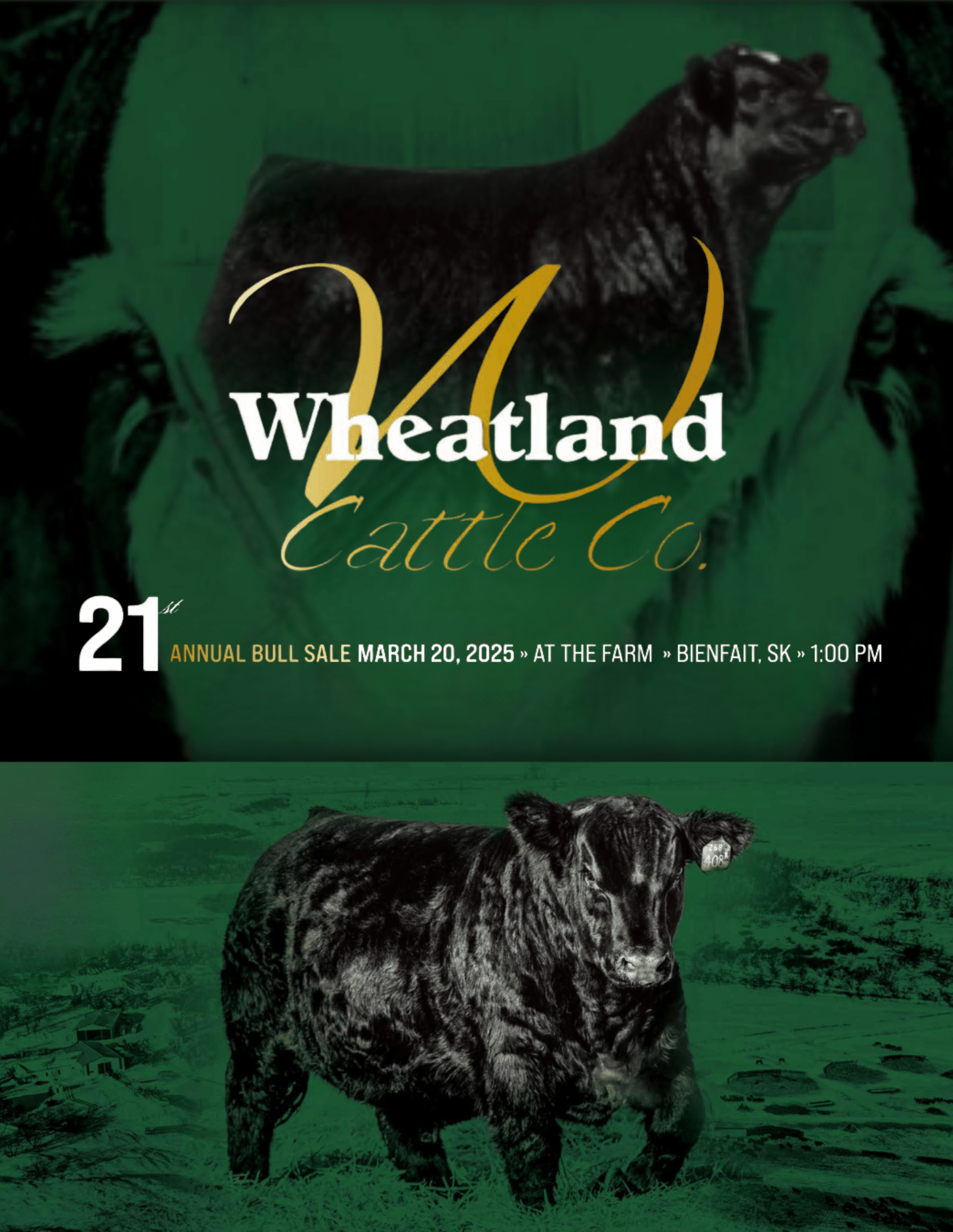 Wheatland Cattle Company: Simmental & Angus Bull Sale 