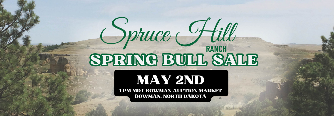 Landing Page (Mobile View) Spruce Hills Bull Sale Ranch Channel 2024