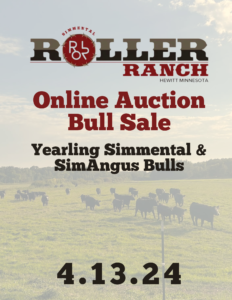 Simmental Roller Ranch Online Bull Sale Ranch Channel 2024