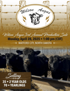 Wilson Angus Bull & Heifer Angus Ranch Channel 2025 feature