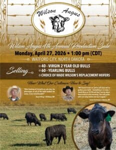 Wilson Angus Heifer Bull Sale Catalog 2026 North Dakota