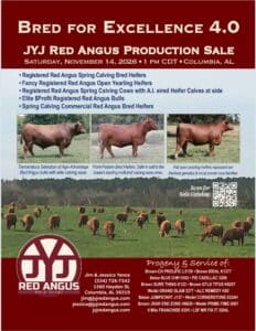 JYJ Red Angus Bull Cow Heifer Sale 2026 Ranch Channel
