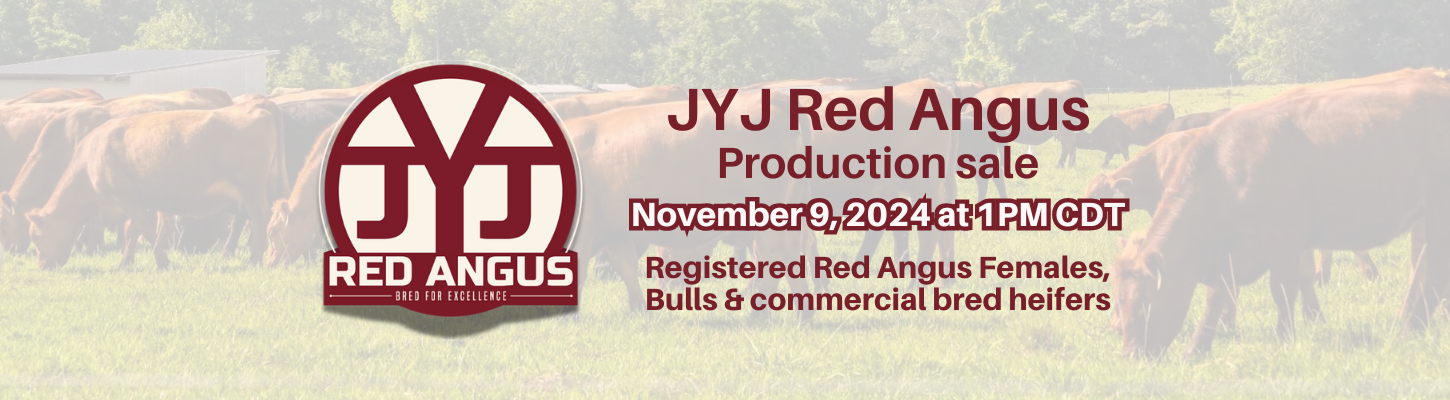 JYJ Red Angus Ranch Channel Red Angus Bull and Cow Sale 2024 Home Banner