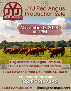 JYJ Red Angus Ranch Channel Red Angus Bull and Cow Sale Catalog 2024