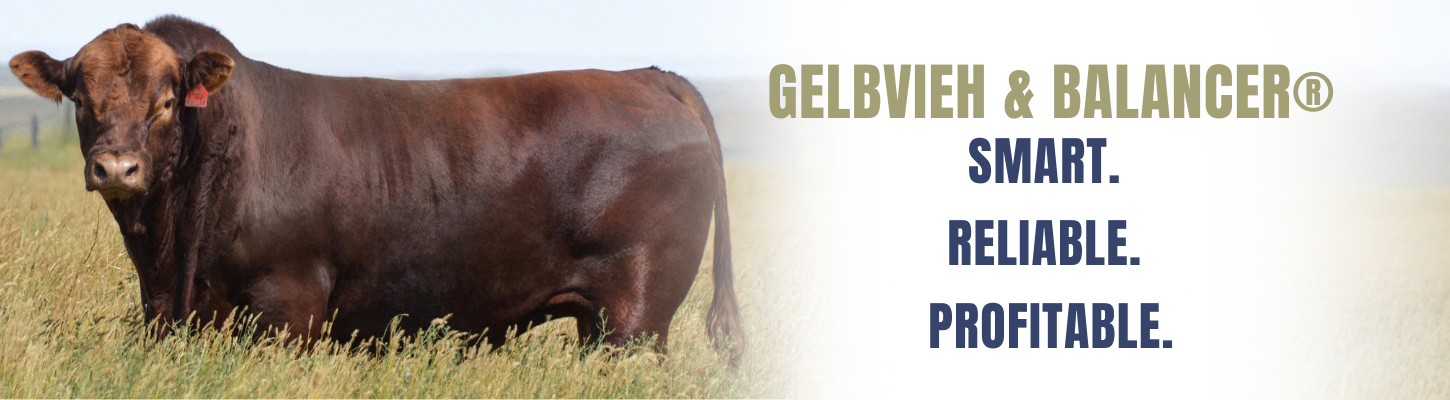 BANNER American Gelbvieh Association Balancer Ranch Channel