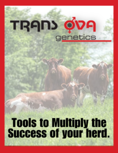 Red Catalog Trans Ova Genetics Reproductive Technologies Ranch Channel 2024